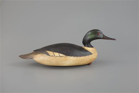 White-Rig American Merganser
