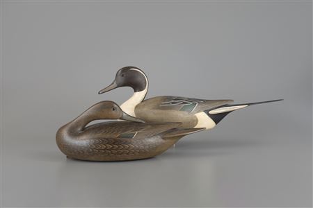 Pintail Pair