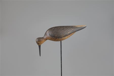 Feeding Dowitcher