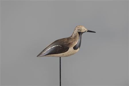 Hillman-McAnney Ruddy Turnstone