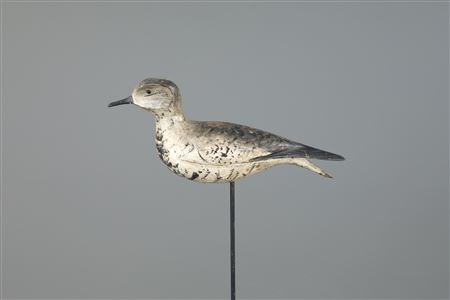 The Earnest-Muller Burr Plover