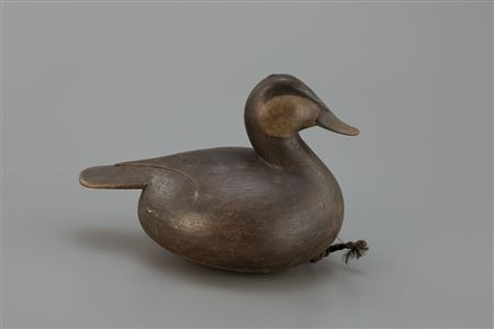 Stavis Hen Ruddy Duck