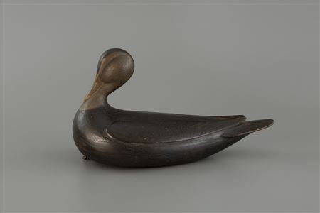 Stavis Breast-Preening Black Duck and Head