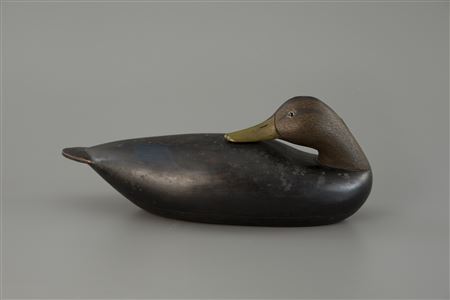 Stavis Early Preening Black Duck