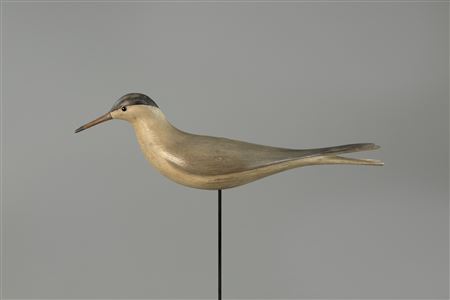 Stavis Rare Early Tern