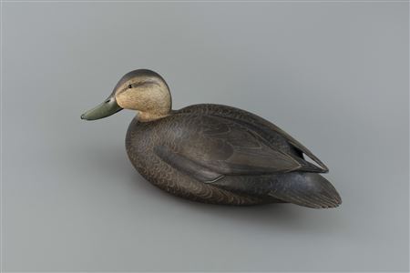 Early Black Duck