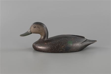 Black Duck