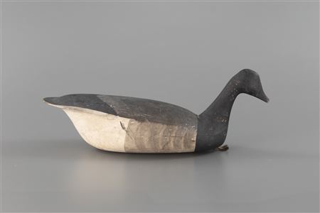 Swimming Brant