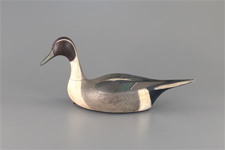 Root-Head Pintail Drake