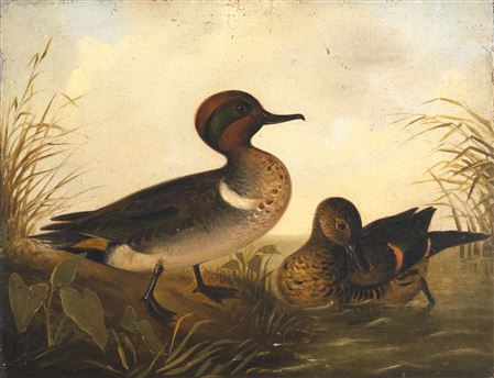 Green-Winged Teal