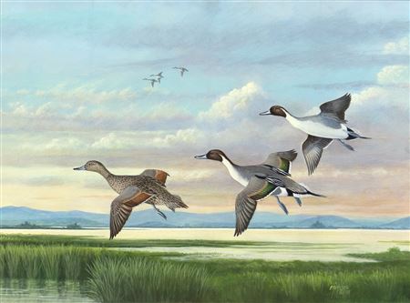 Pintails