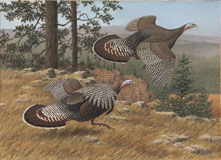 Merriam's Wild Turkey