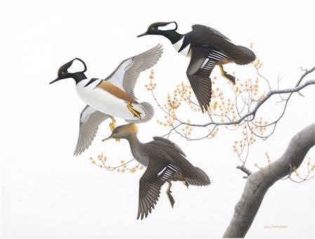 Hooded Merganser