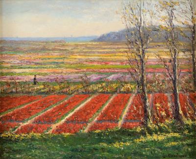 Blooming Tulip Fields