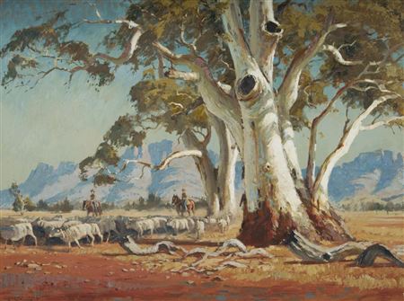 'Sheep and Gums, Wilpena, SA'