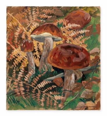 Porcini mushrooms, boletes and agarics