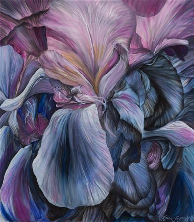 Pink and blue iris