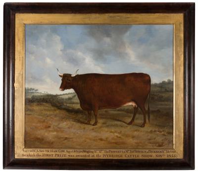 Portrait of Saffron, a South Ham Cow