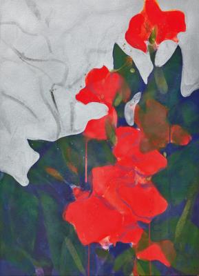 Red Canna