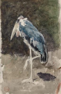 A Maribou Stork