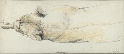 Nancy, A Lioness