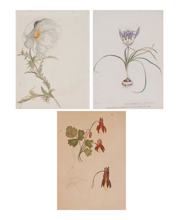 (i) Camas, Wild Nyacyth of the Prairie, 1869; (ii) Flower, White Desert Rose; (iii) Sketches of an Unidentified Flower (3)