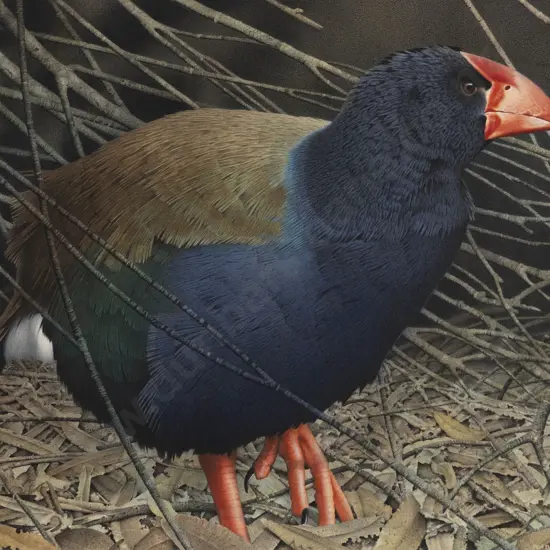 Takahe With Fallen Tree