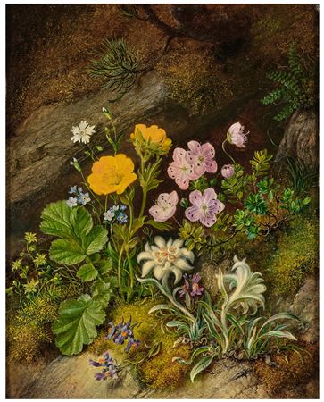 Alpine flowers with edelweiss, buttercup, forget-me-not, dwarf alpine rose, columbine and alpine poppy on a rock