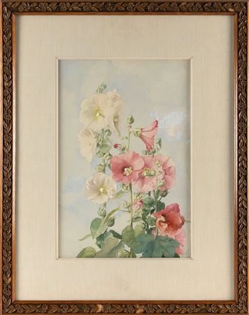 Pink and white hollyhocks