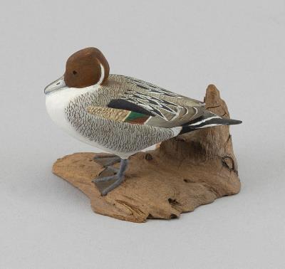 Miniature Pintail Drake