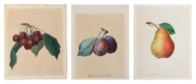 Three studies of fruit