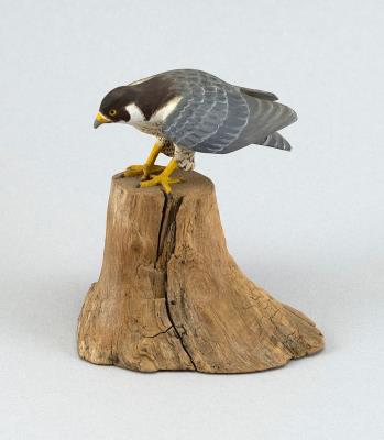 Miniature Peregrine Falcon