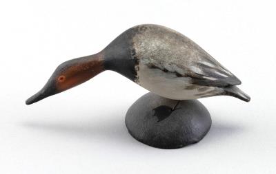 Miniature Canvasback Drake
