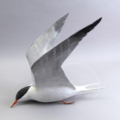 LIFE-SIZE COMMON TERN