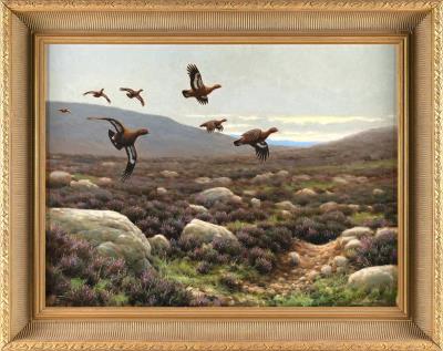 Grouse in flight over the moors.