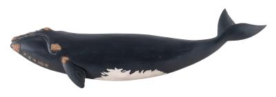 Carved Right Whale Plaque