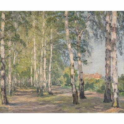 Birkenwald am Gute