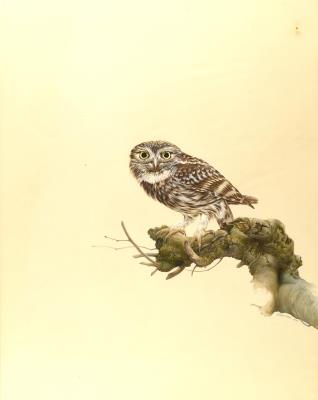 A Little Owl Perched on a Gnarled Branch