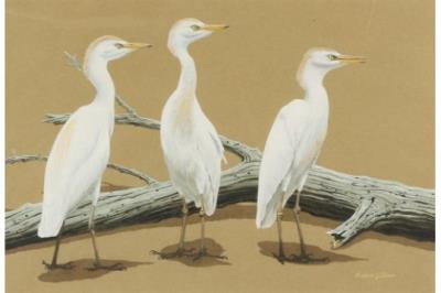 A Study of Three Egrets by a Driftwood Branch