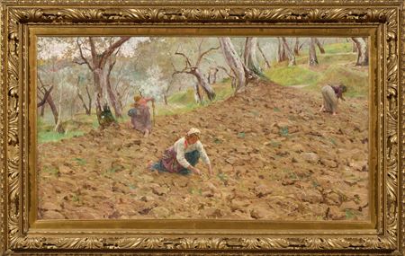La raccolta delle patate