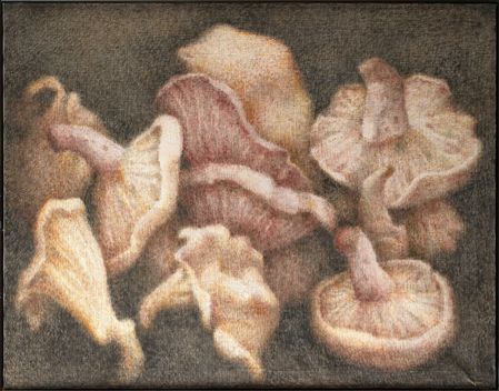 Mushrooms 1975