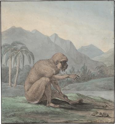 Meerkat in Tropical Landscape by Raphael Winter - Auction record, sale price, and art valuation. Compare with similar artists and explore comparable artworks.