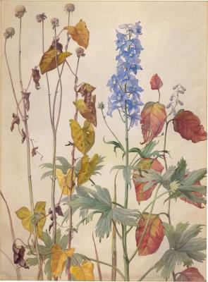 Summer flowers with delphinium