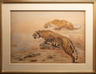 Hunting Tigers