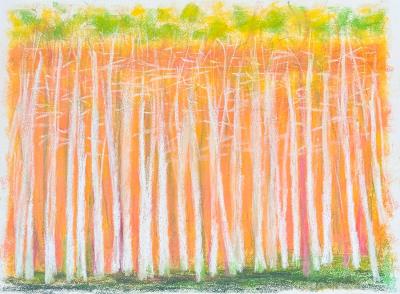 Untitled (Tall Birches)