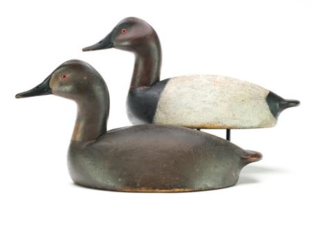 Pair of Canvasbacks
