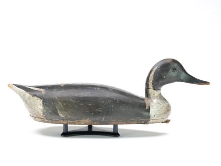 Pintail drake