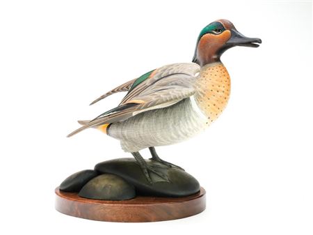 Green wing teal