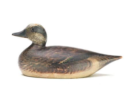Widgeon drake