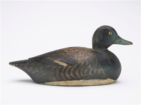 Bluebill drake